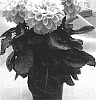 Dahlia%20%28hybrid%29%20%27Mauritius%27