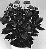 Anthurium%20andreanum%20%27Anthbondem%27