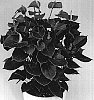 Anthurium%20andreanum%20%27Anthbondem%27