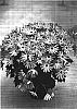 Senecio%20cruentus%20x%20Senecio%20heritieri%20%27Sunsenerabu%27