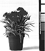 Dianthus%20caryophyllus%20%27CFPC%20Beleza%27