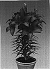 Lilium%20hybrida%20%27Mount%20Dragon%27