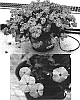 Phlox%20drummondii%20%27Sunphlopin%27