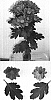 Chrysanthemum%20x%20morifolium%20%27Dekfullham%27