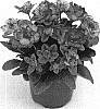 Primula%20acaulis%20%27Kerbelnec%27