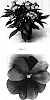 Impatiens%20hawkeri%20%27Balcelipurt%27