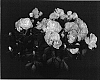 Rhododendron%20hybrida%20%27YBAZ1885%27