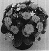 Primula%20acaulis%20%27Kerbelbut%27