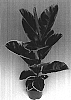 Ficus%20elastica%20%27Belize%27