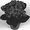 Kalanchoe%20blossfeldiana%20%27Kerr%27