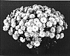 Chrysanthemum%20x%20morifolium%20%27Golden%20Yocheryl%27