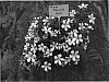 Petunia%20sensu%20%27Dancasbipas%27