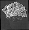 Chrysanthemum%20x%20morifolium%20%27Yohannah%27