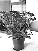 Osteospermum%20ecklonis%20%27Sunny%20Mary%27