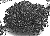 Calibrachoa%20sp.%20%27Sunbelbusta%27