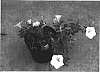 Petunia%20hybrida%20%27Suncopaho%27