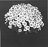 Chrysanthemum%20x%20morifolium%20%27Sunny%20Yokristen%27