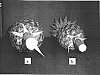 Ananas%20comosus%20%27P-1972%27