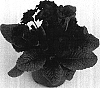 Primula%20acaulis%20%27Kerbelcob%27