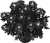 Chrysanthemum%20morifolium%20%27Chazou%27