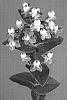 Hypericum%20androsaemum%20%27Verputa%27