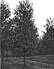 Quercus%20sp.%20%27QNSTC%27