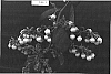 Vaccinium%20corymbosum%20%27Springhigh%27