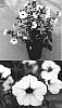 Petunia%20x%20hybrida%20%27Usuzumi%27