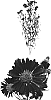 Aster%20hybrida%20%27Esmall%27