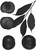 %5BPrunus%20salicina%20x%20%28%28%28Prunus%20salicina%20x%20%28Prunus%20salicina%20x%20Prunus%20armeniaca%29%29%20x%20%28Prunus%20salicina%20x%20%28Prunus%20salicina%20x%20Prunus%20armeniaca%29%29%29%5D%20%27Dapple%20Supreme%27