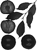 %5B%28Prunus%20salicina%20x%20%28%28Prunus%20salicina%20x%20Prunus%20armeniaca%29%29%20x%20%28Prunus%20salicina%20x%20%28Prunus%20armeniaca%29%29%5D%20%27Flavor%20Royale%27