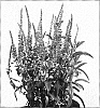 Veronica%20hybrida%20%27Twilight%27