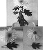 Chrysanthemum%20x%20morifolium%20%27Dekspits%27
