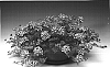 Verbena%20x%20hybrida%20%27Biwarena%27