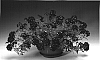 Verbena%20x%20hybrida%20%27Darkeyena%27