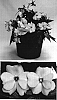 Impatiens%20hawkeri%20%27Visinfpink%27