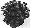 Chrysanthemum%20morifolium%20%27Grace%20Time%20Pink%27
