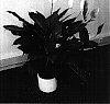 Spathiphyllum%20Schott.%20%27Mara%27