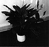 Spathiphyllum%20Schott.%20%27Mara%27