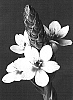 Ornithogalum%20Conicum%20x%20dubium%20%27Namib%20Gold%27