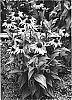 Echinacea%20hybrida%20%27Sunset%27