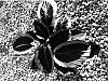 Calathea%20hybrida%20%27Mia%27