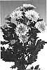 Chrysanthemum%20morifolium%20%27Sizzleness%20Cream%27