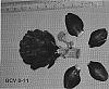 Cynara%20scolymus%20L.%20%27BCV%208-11%27