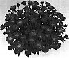 Chrysanthemum%20morifolium%20%27Grace%20Time%20Crimson%27