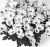 Chrysanthemum%20morifolium%20%27Grace%20Time%20Sunny%27