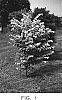 Tilia%20cordata%20%27Shibamichi%20Gold%27