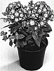 Phlox%20paniculata%20%27Barthirtythree%27