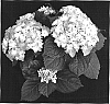 Hydrangea%20hybrida%20%27200749077%27