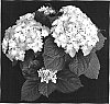 Hydrangea%20hybrida%20%27200749077%27